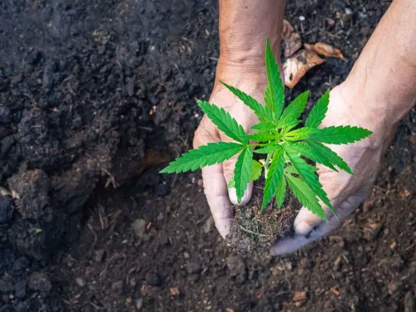 Organic-cannabis-growing-plant-1