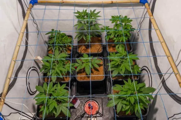 scrog net autoflower lst grow in an indoor tent (1)