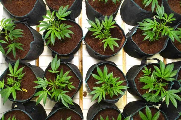 pot size for cannabis