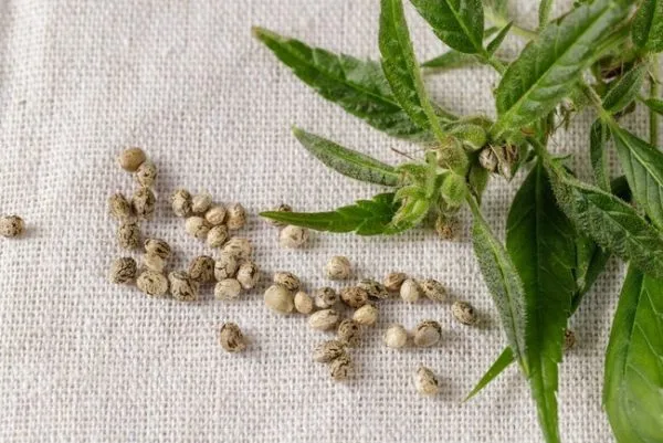Polllinated cannabis plants and seeds (1)