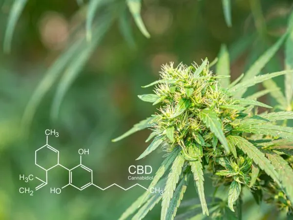 CBD-hemp-flower