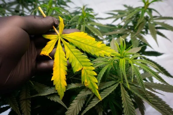 cannabis-leaves-turning-yellow