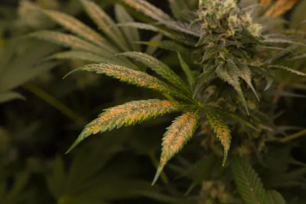 Cannabis leaves with spots