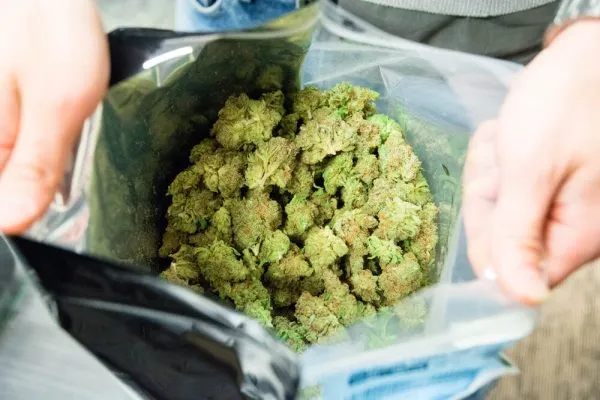 an ounce of weed in a large ziplock bag