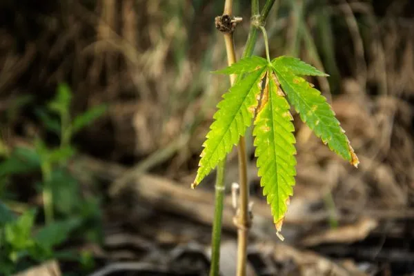 drooping-cannabis-leaves