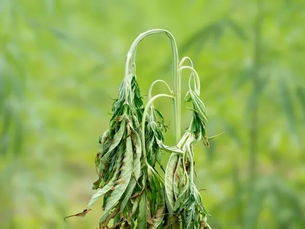 fusarium on cannabis causing the leaves to wilt
