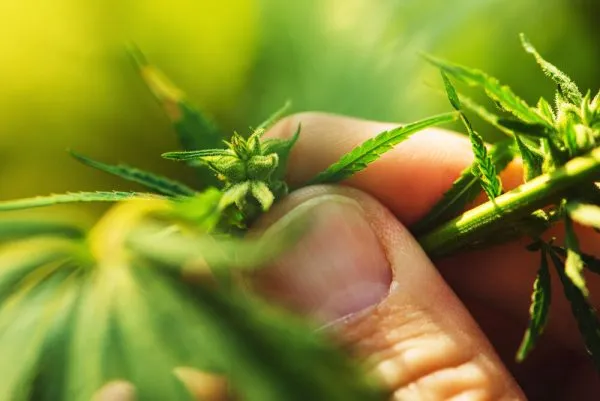 male cannabis plant showing pollen sacks