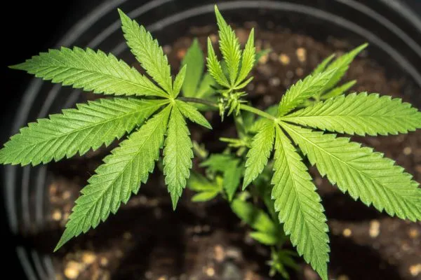 an autoflowering plant stretching