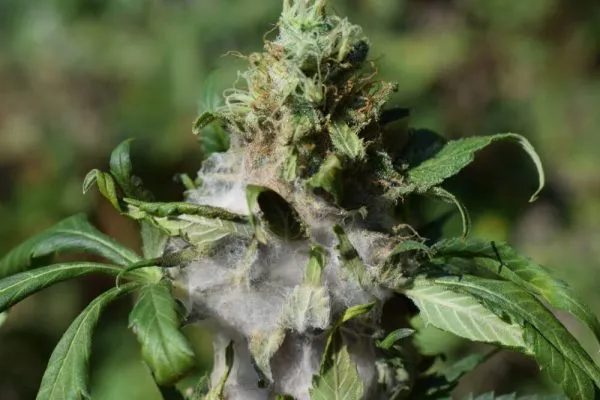 mold that has formed on cannabis