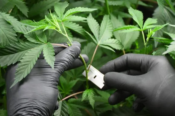 a man using a razor to clone some cannabis plants