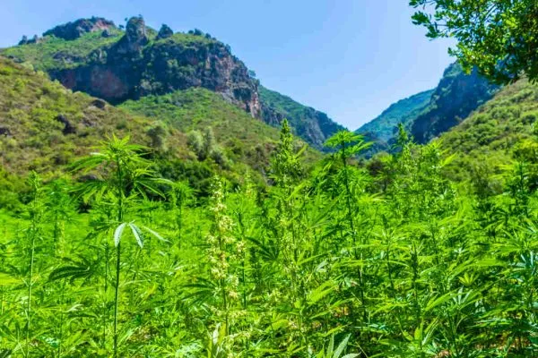 landrace cannabis strains growing in a rain forest