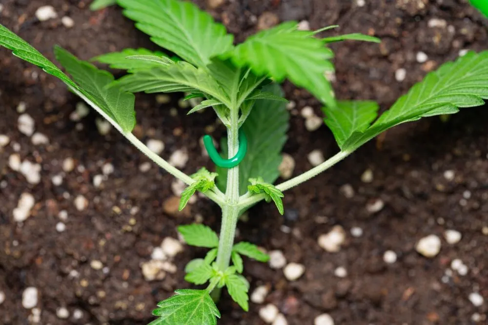 an autoflower plant that is being LST'd for optimum growth, with a green hook to bend the stem of the plant