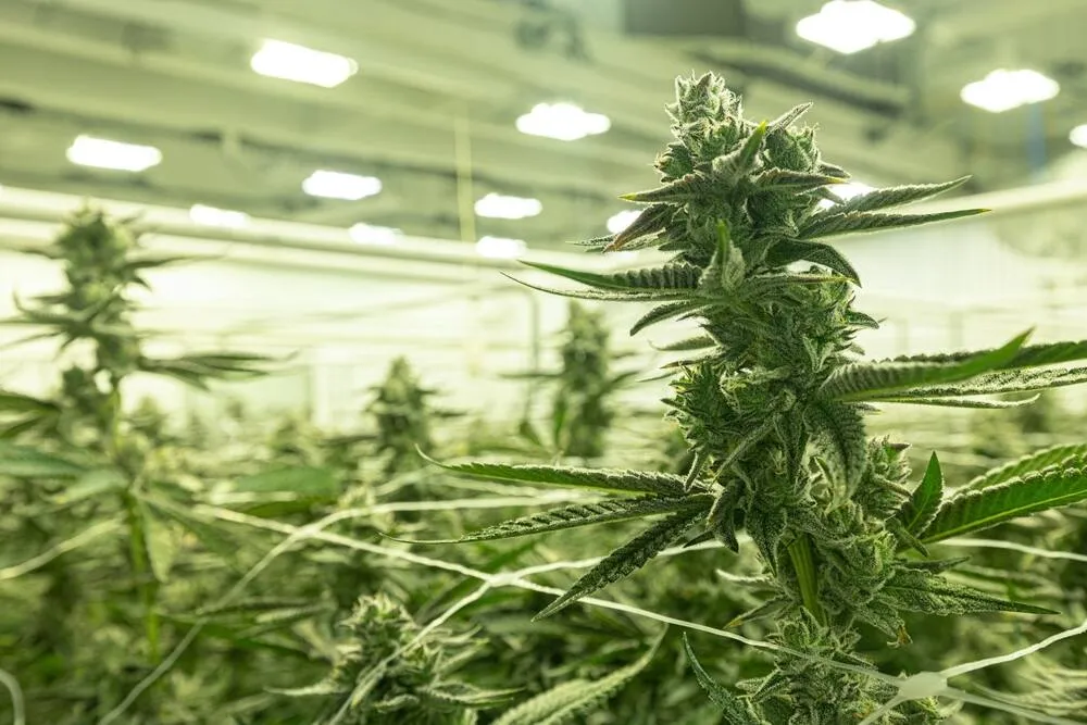 cannabis growing inside of a warehouse with a scrog net to LST the plants