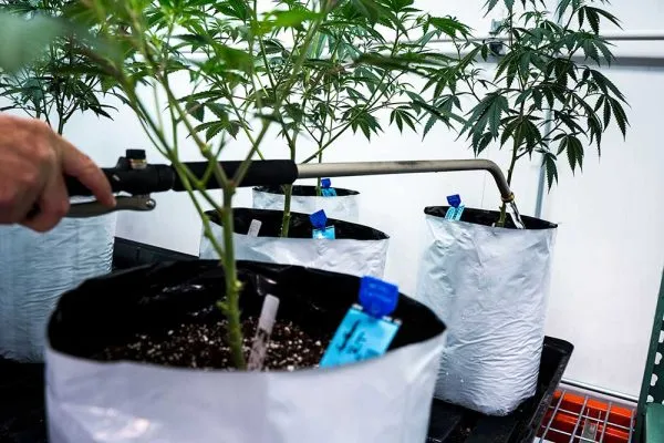 cannabis-watering