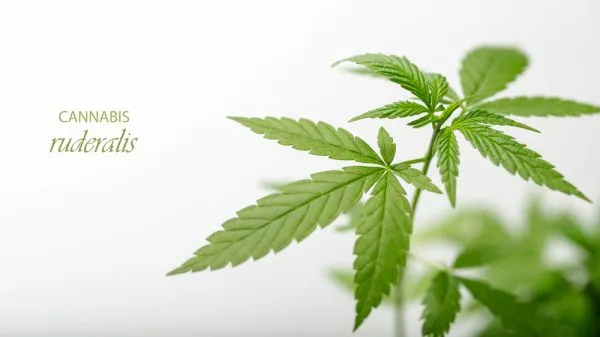 ruferalis cannabis plant with a title