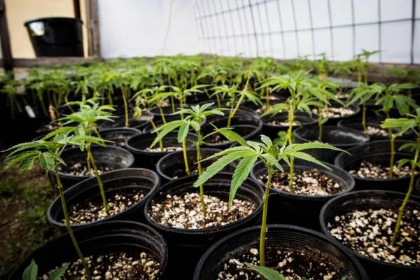 cloned-cannabis-plants-in-a-sea-of-green.jpg