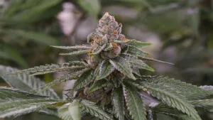 gelato-strain